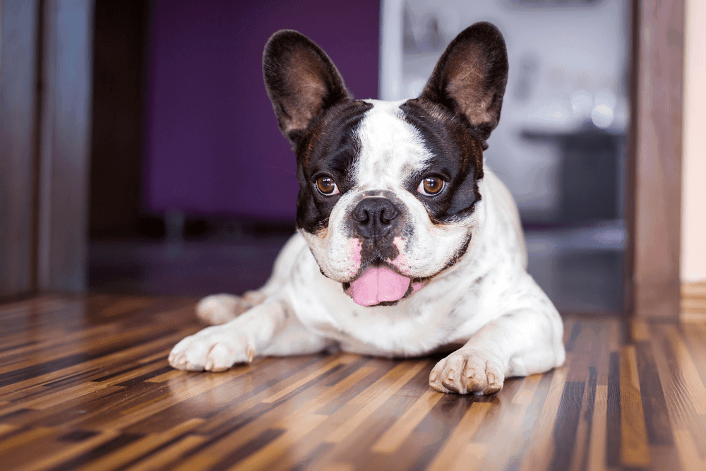 The Basics Of Training French Bulldog