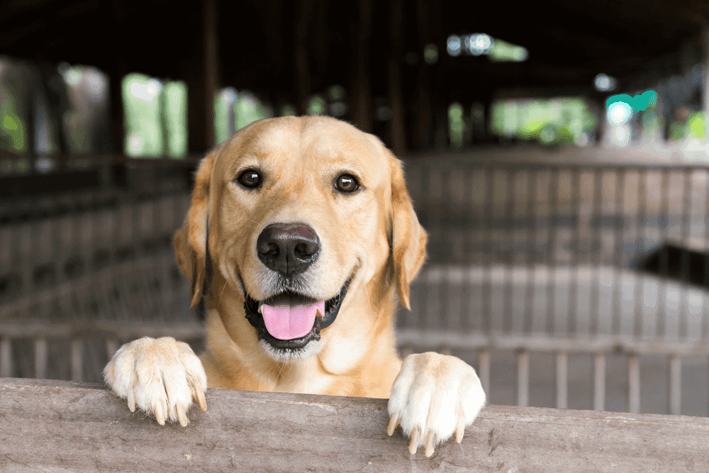Top 7 Effective Labrador Retriever Training Tips 1 3