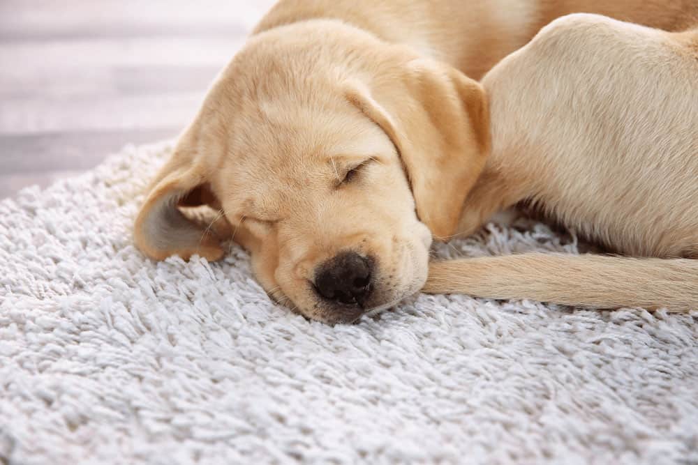 Top 7 Effective Labrador Retriever Training Tips