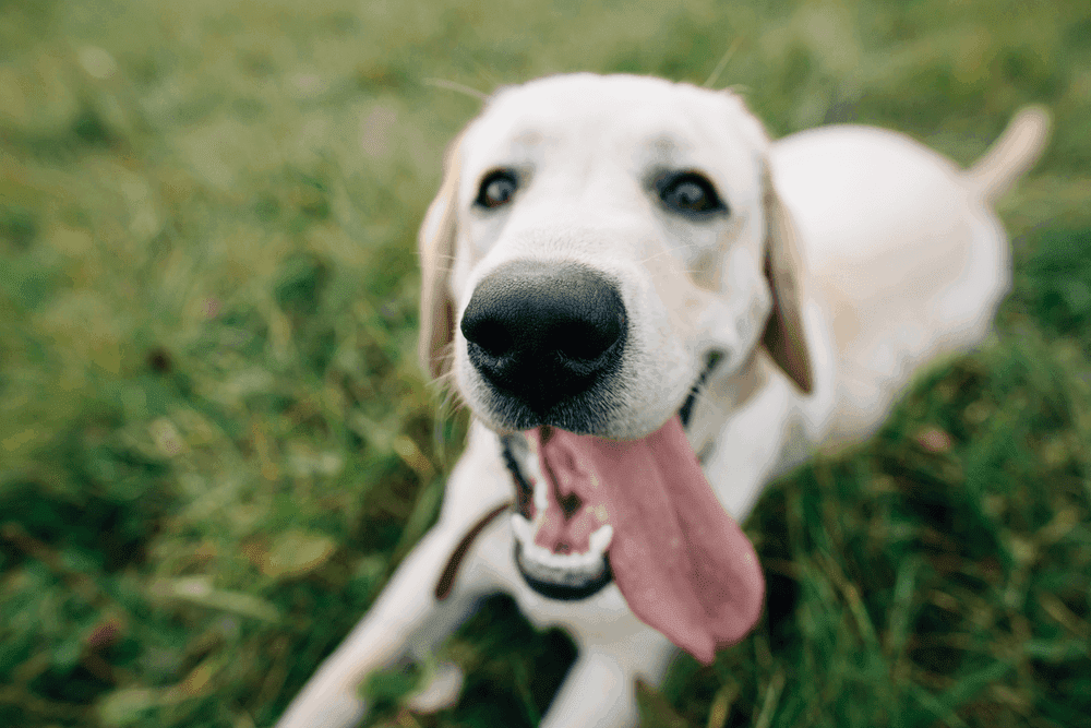 Top 7 Effective Labrador Retriever Training Tips 2