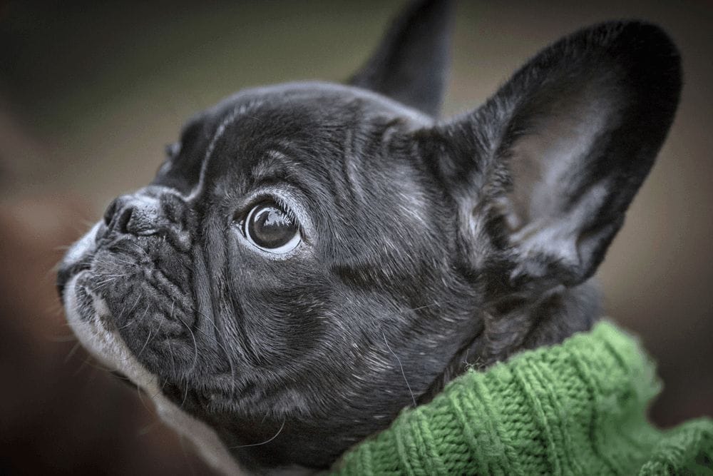 Training Tips To Make Your French Bulldog To Be A Winner In All Areas