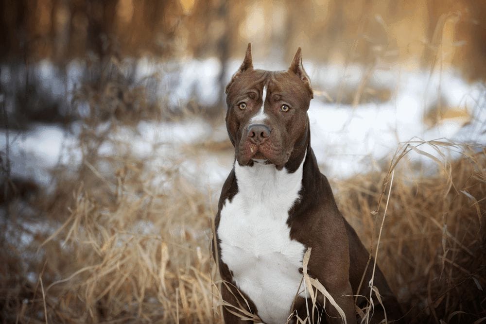 top 6 american pit bull terrier training tips for pit bull lovers 2 3