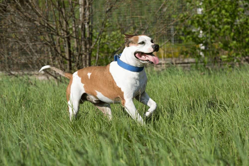 Top 6 American Pit Bull Terrier Training Tips for Pit Bull Lovers