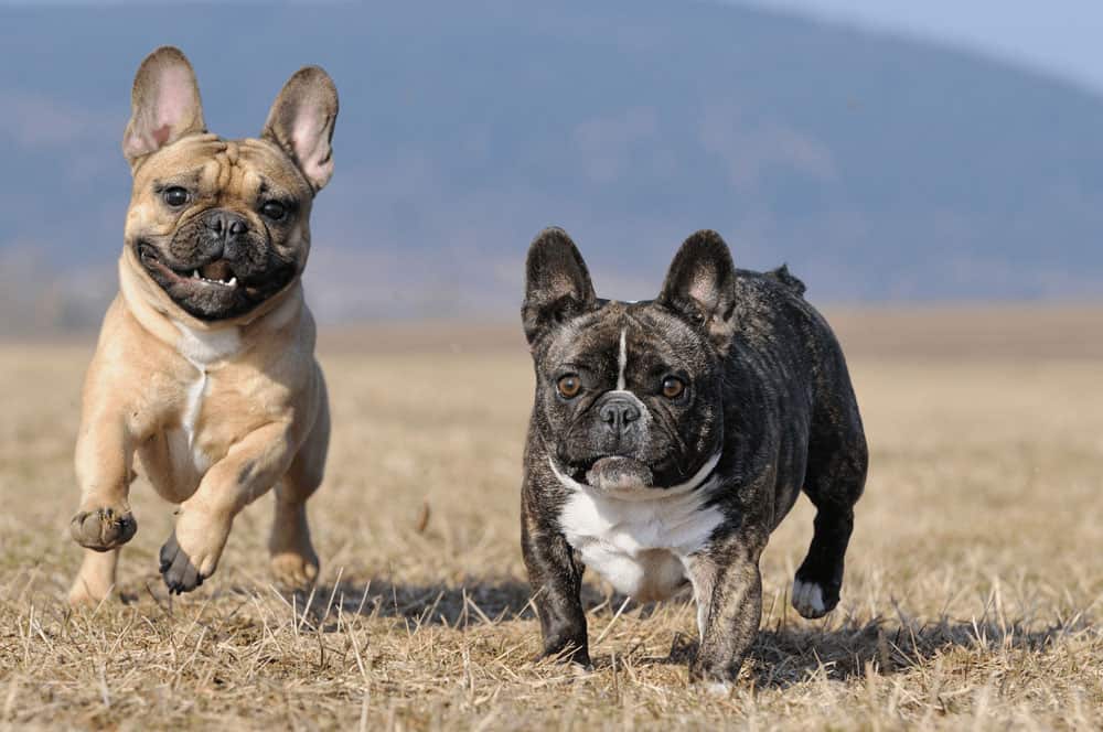 6 Little Facts and Quirks About French Bulldog