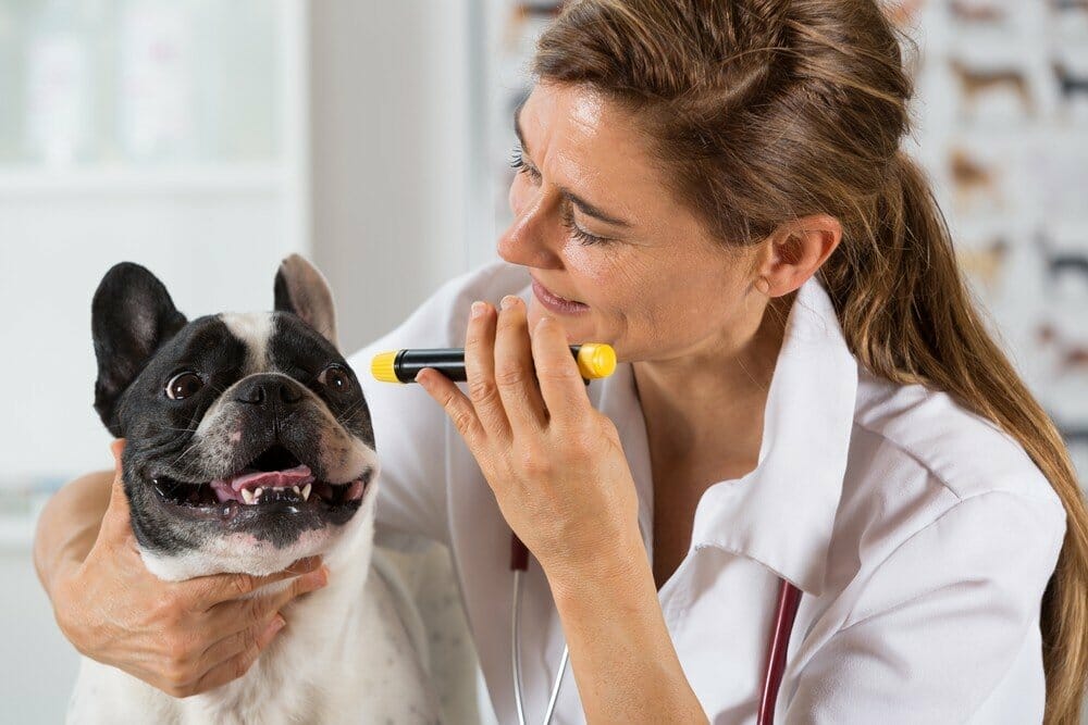 Veterinary inspecting the eyes of a dog French bulldog in clinic