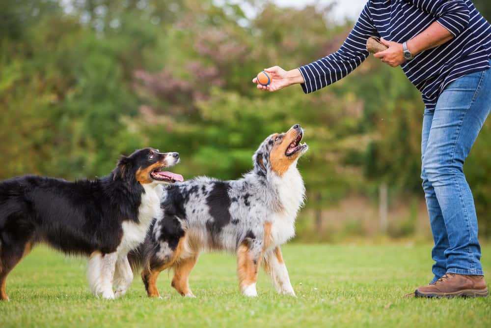 Dog Training Tips You Should Definitely Try Out 1 2
