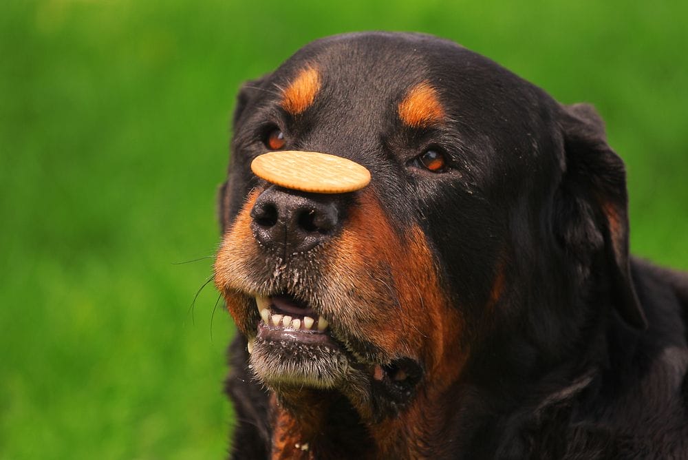 Knowing More About Rottweiler Dogs