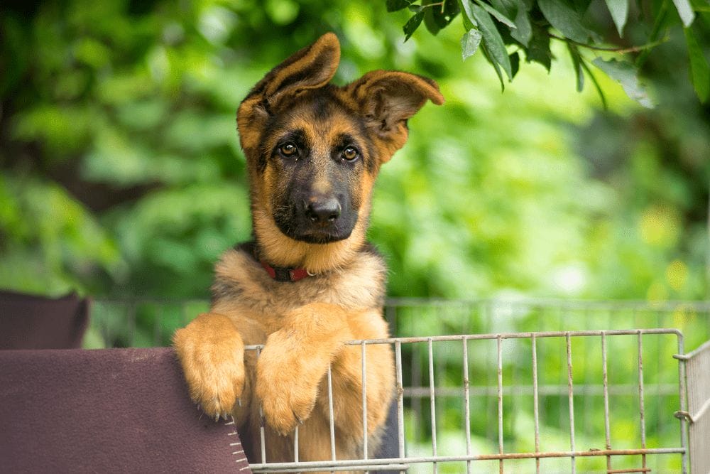 Are Better Protection Dogs Made by American German Shepherds?