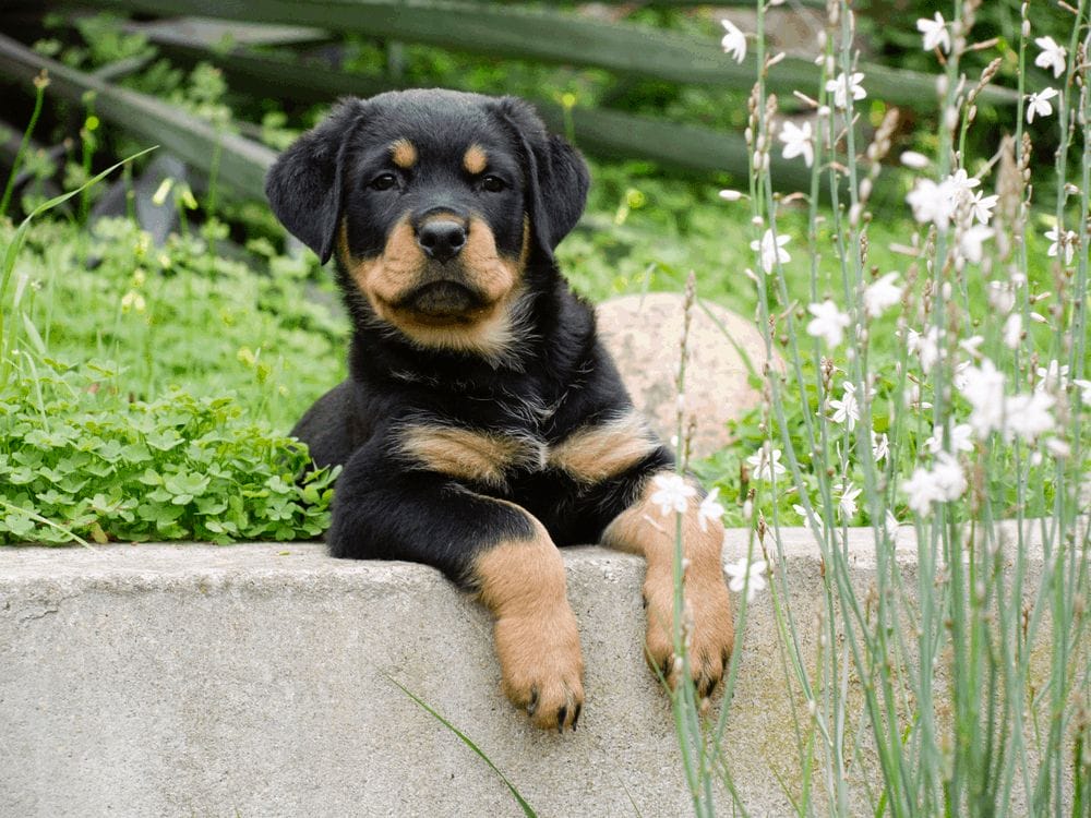 Exercise Is Essential for Your Rottweiler