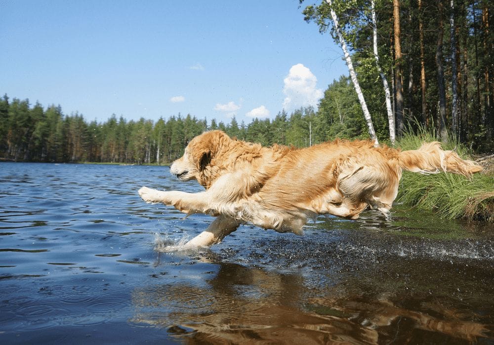 Golden Retriever Health – Top Health Issues To Be Conscious of