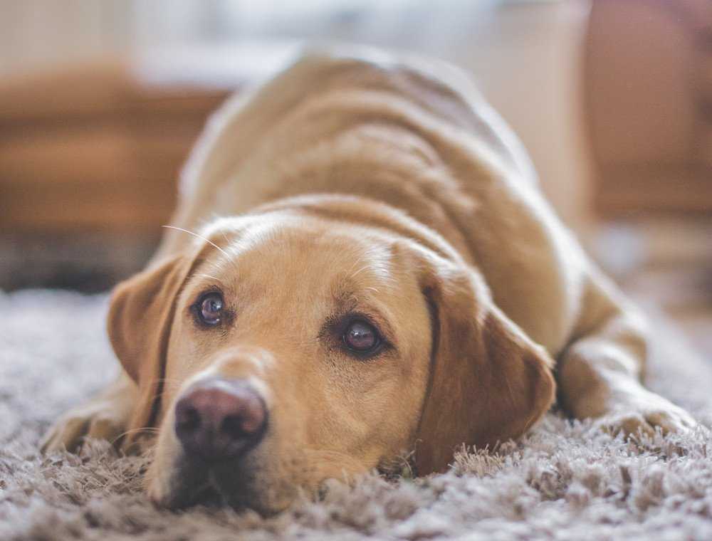 Labrador Retrievers – Understanding The Ideal Choice