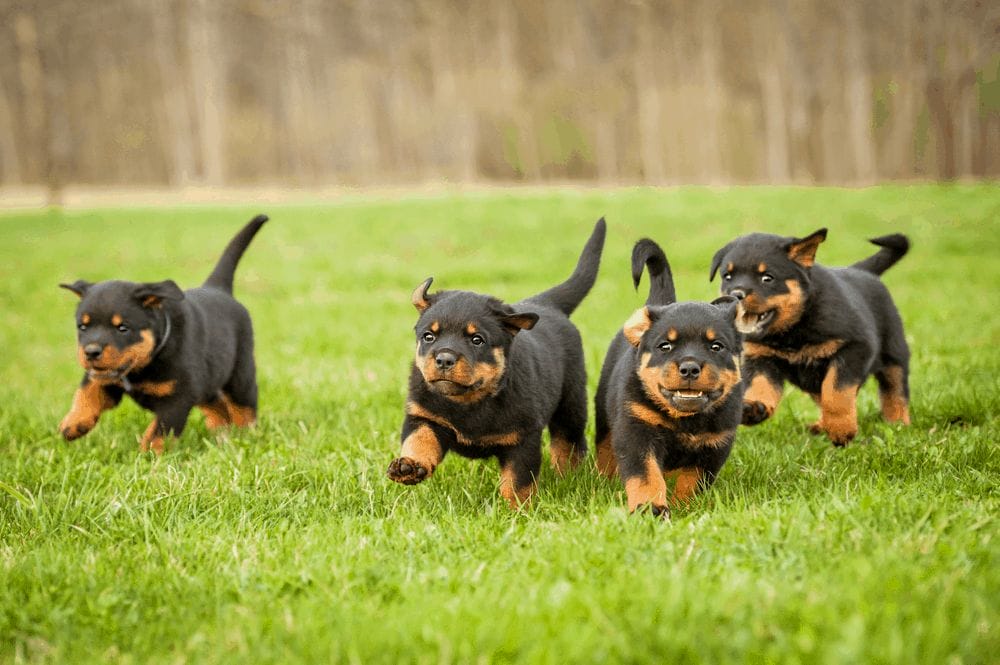 the rottweiler some of the oldest working dogs of history 1 3