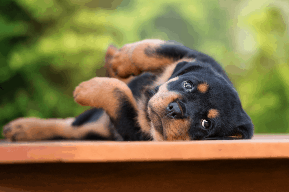 The Rottweiler - Some of the Oldest Working Dogs of History 2