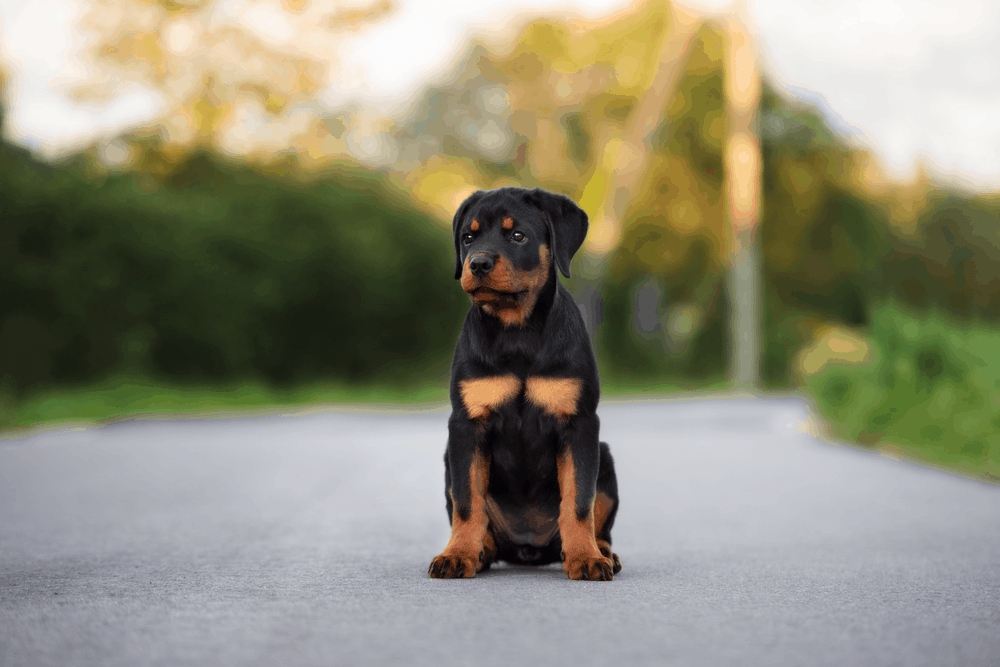 the rottweiler some of the oldest working dogs of history 3 2
