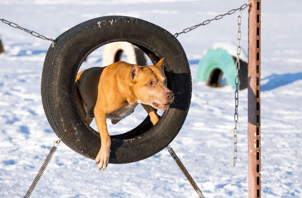 american pit bull terrier at site for dogs jumping through a tire 3