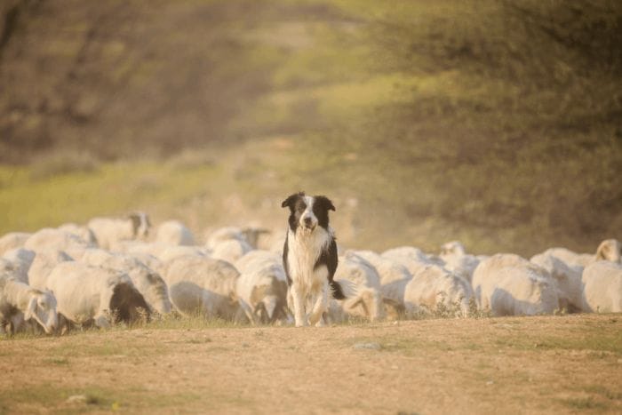 border collie front of herd of sheep walking along the grass in a cloud of dust 2