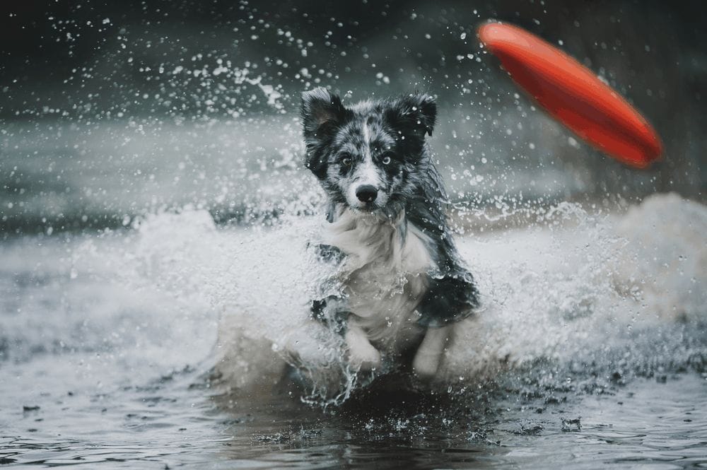 border collie runs in the water 3