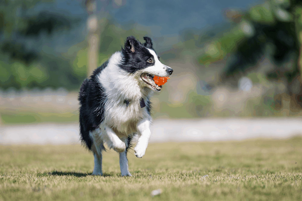 Make Your Border Collie Dogs Training Fun!