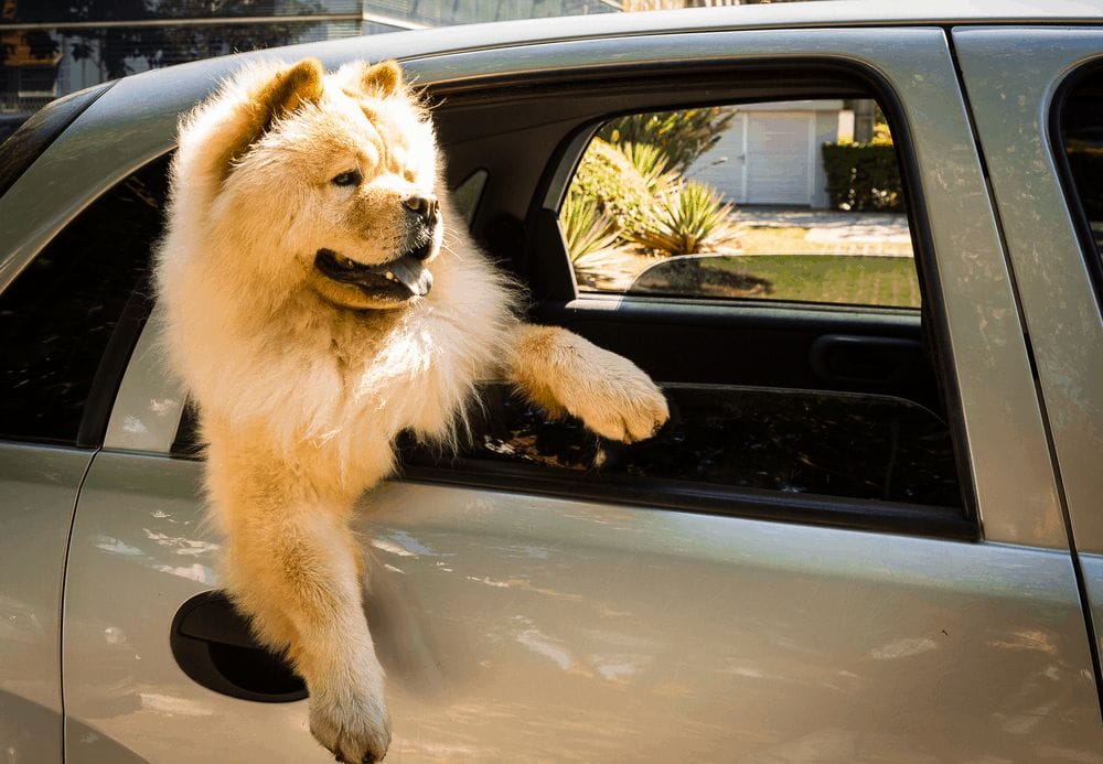 chow chow out of the car window watching the movement 2