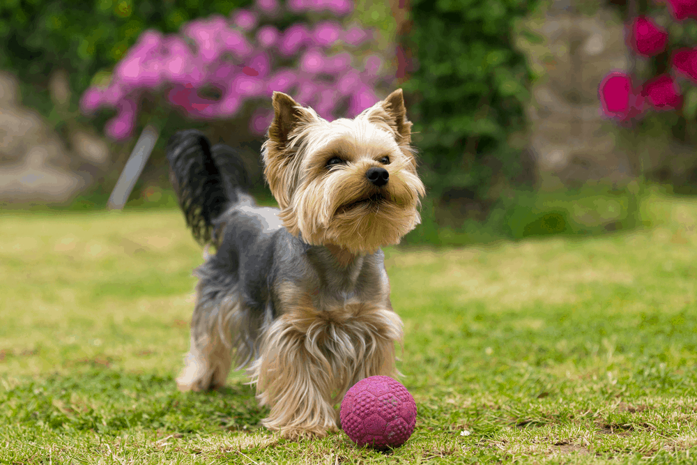 cute small yorkshire terrier is plaing with ball on a green lawn outdoor cute small pet 2