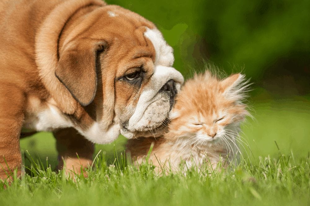 English bulldog puppy with a little kitten