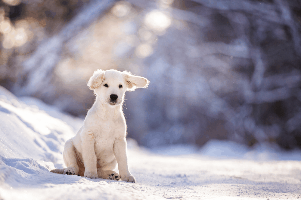 funny golden retriever puppy outdoor on the snow in winter 2