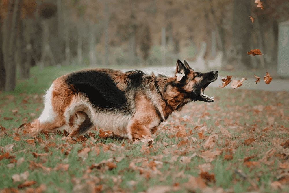 German shepherd dog jumping and catching falling autumn leaves at park
