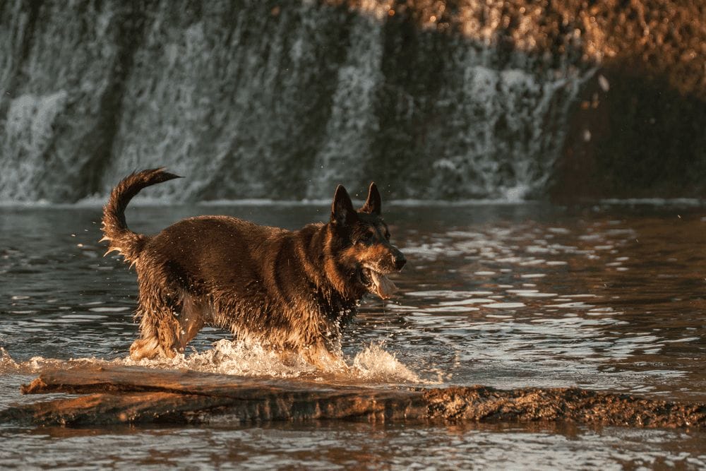 german shepherd dog running in the water at the weir 2