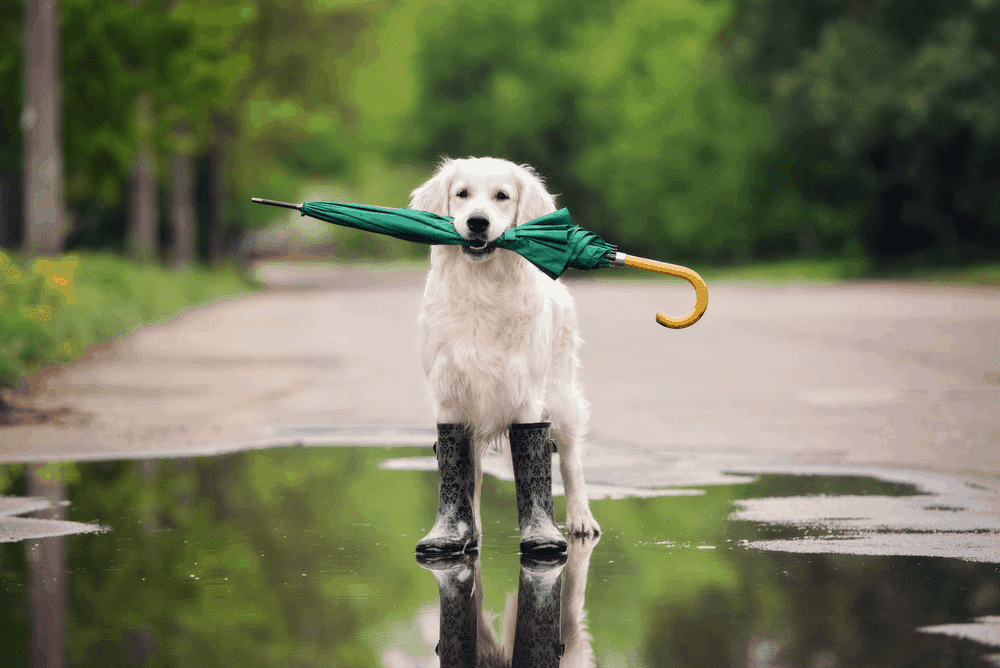 golden retriever dog in rain boots holding an umbrella 3
