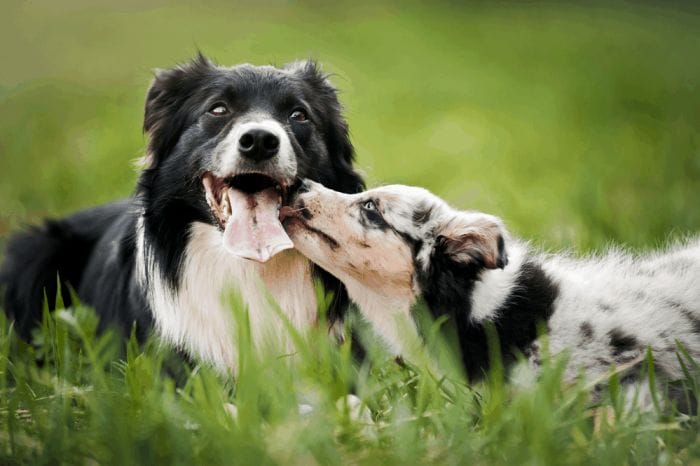 old dog border collie and puppy playing in the summer 1