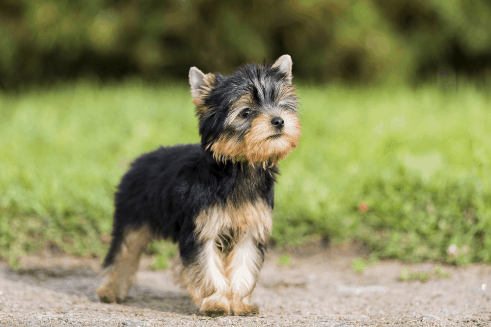 puppy yorkshire terrier in the park 3