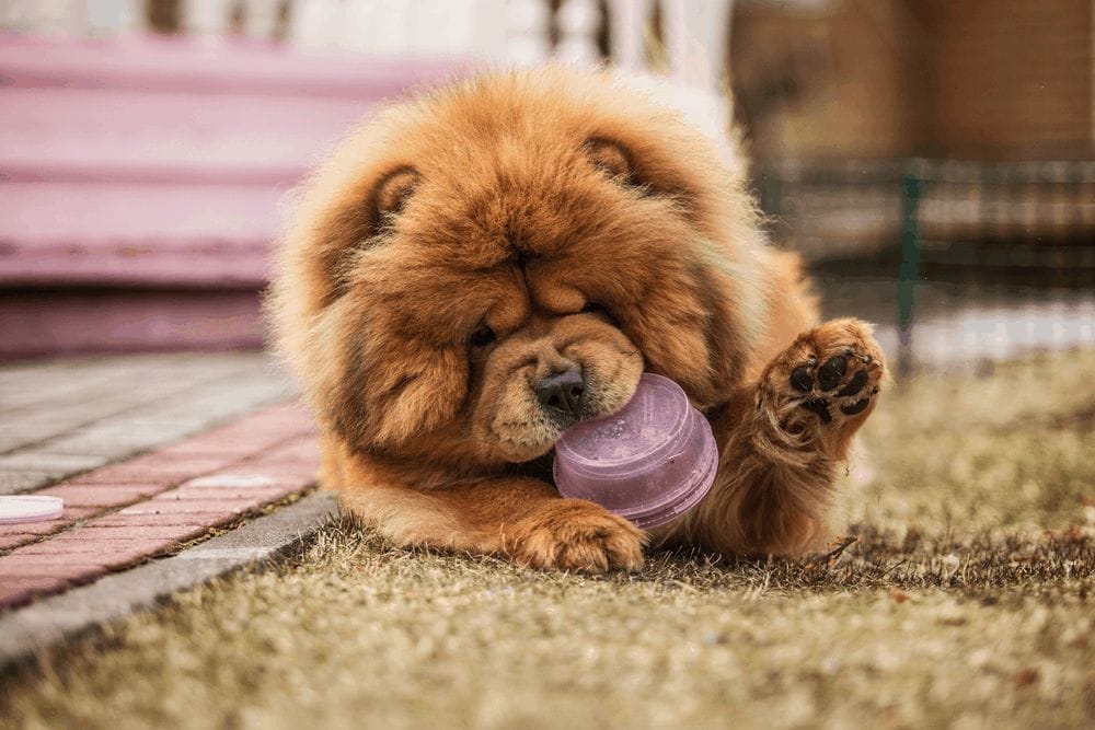 red dog chow chow