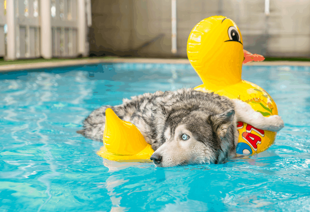 selective focus point syberien husky swimming in the pool with swim ring 3