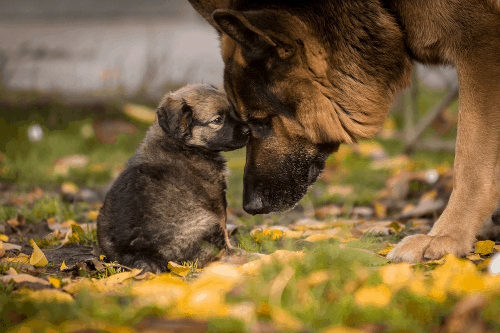 German Shepherd Training Advice For Young Puppy Socialization