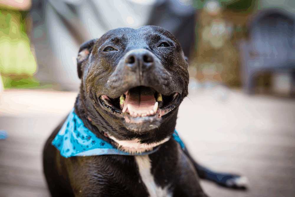 The Common Types of Pitbull Dogs