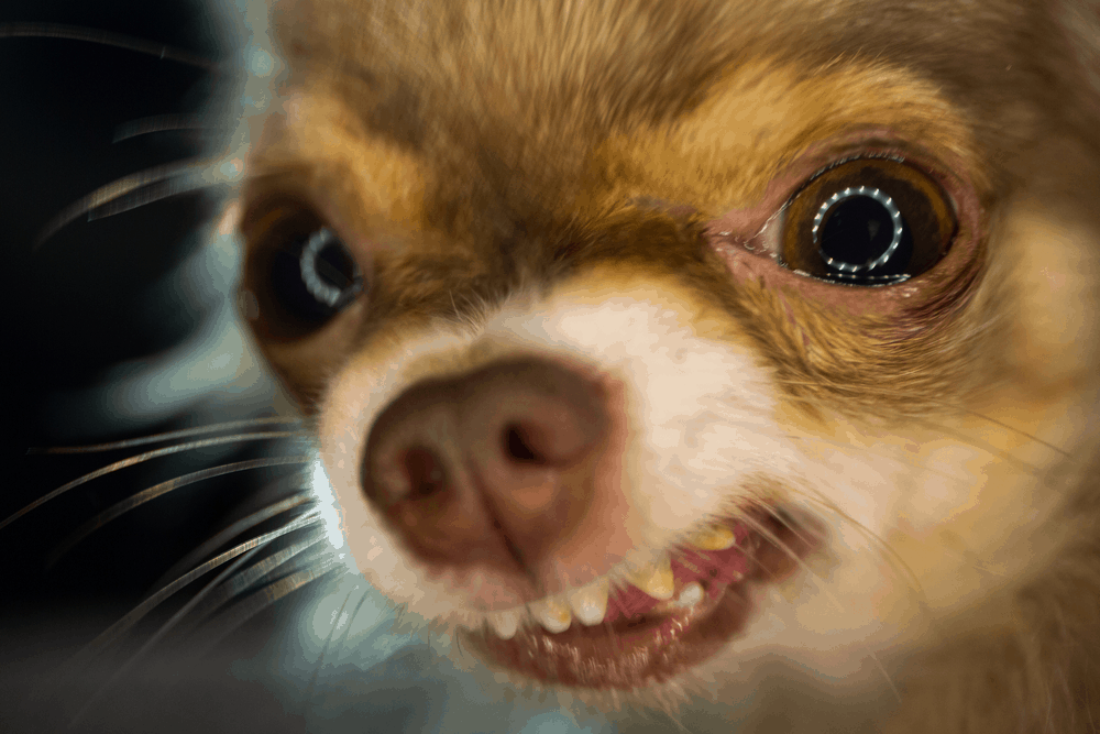 7 Tips You Must Know Before Training Your Chihuahua