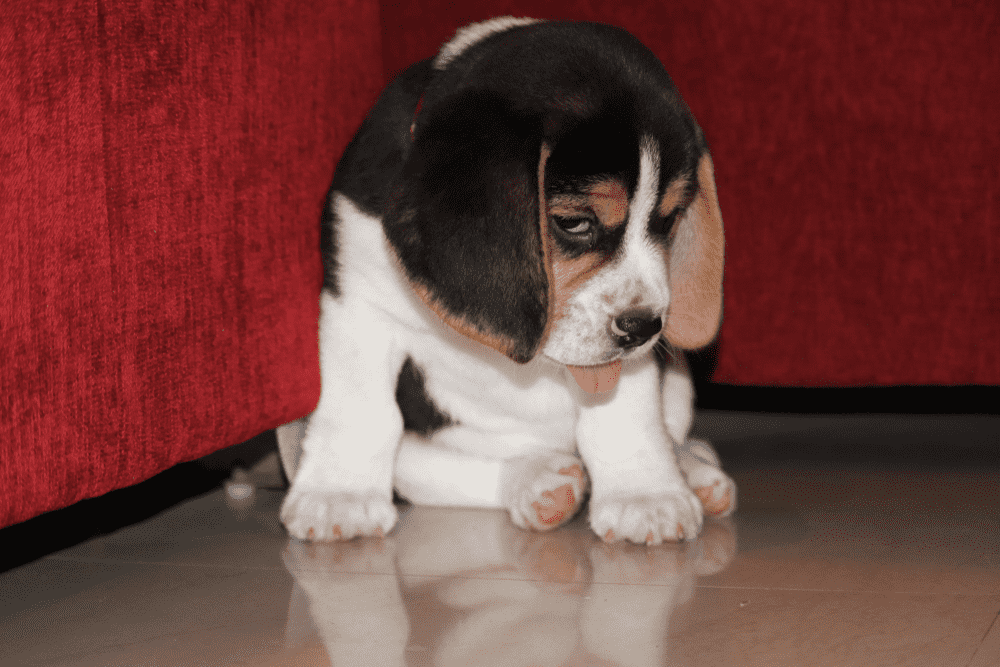 a beagle puppy feeling guilty for doing something bad 4