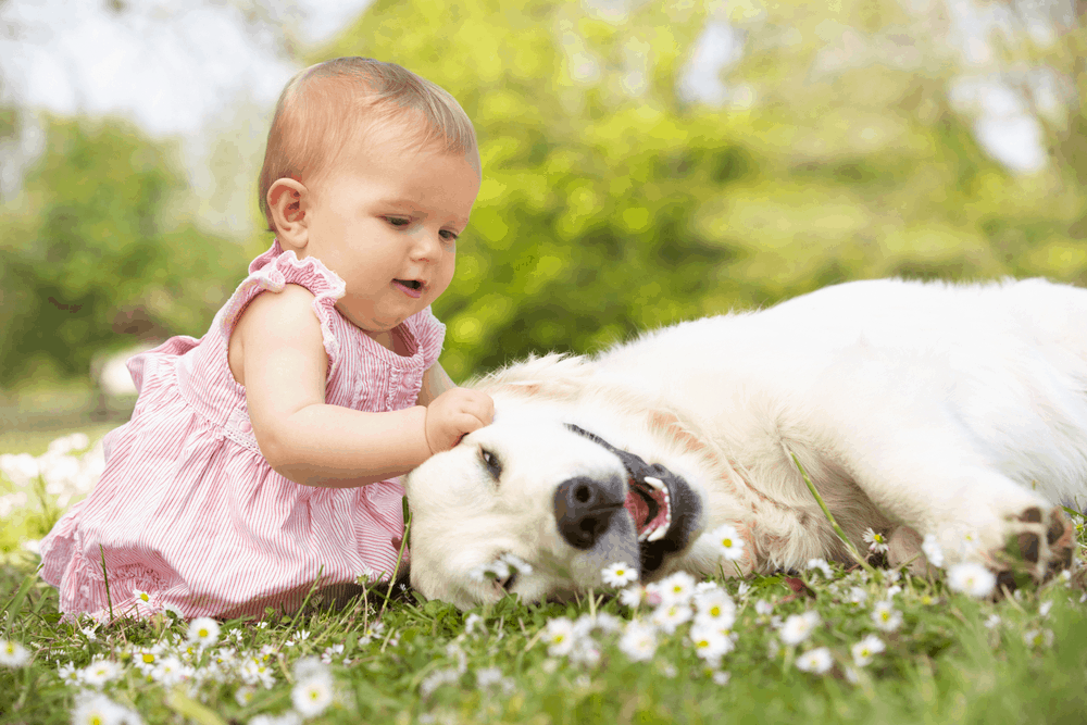 baby girl in summer dress sitting in field petting family dog 1