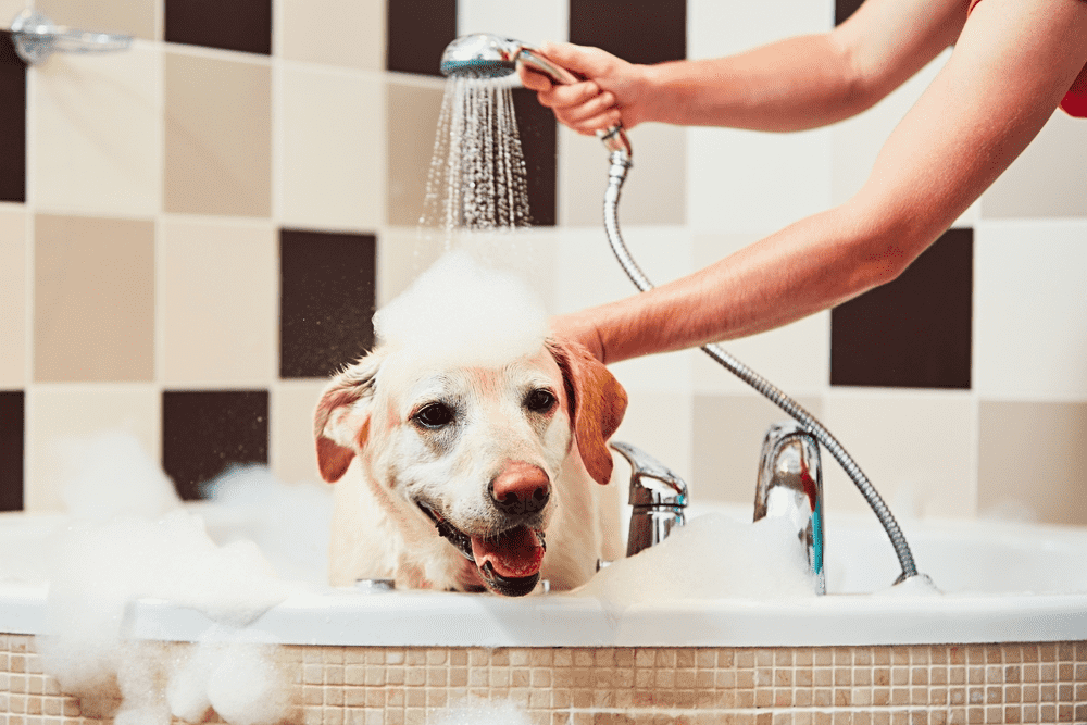 bathing of the yellow labrador retriever happiness dog taking a bath 1