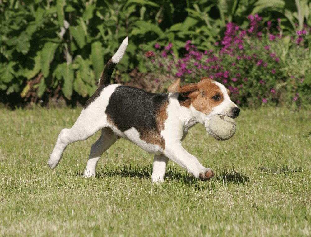 beagle and the ball image 3