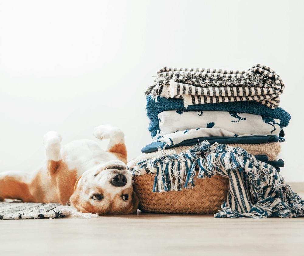 beagle dog lies on floor near the basket with laundry 1