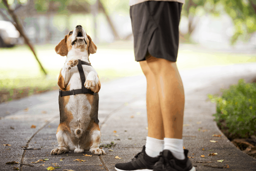 beagle dog sitting in a park 2