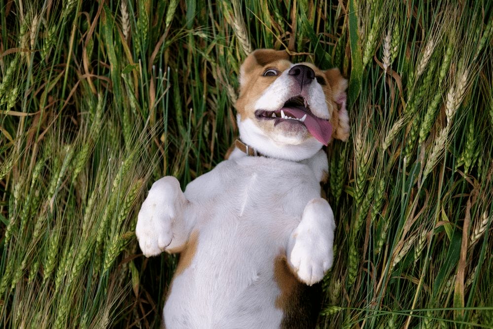 How To Stop Beagle Barking Problems