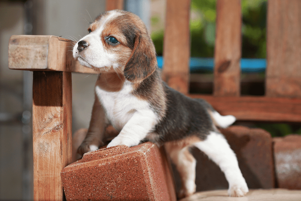 beagle puppy sit and play on wood chair 2