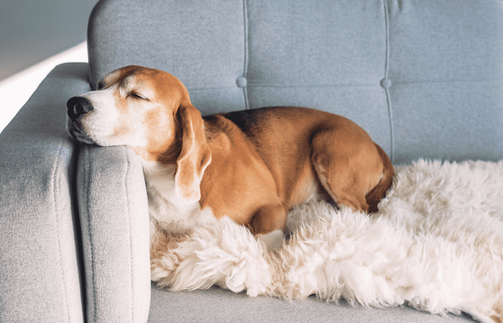 beagle sleeps on cozy sofa image 2