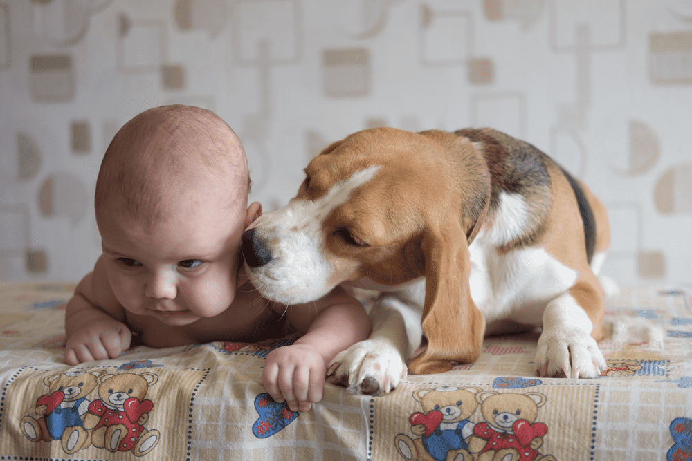 boy infants lying next to the beagle image 3