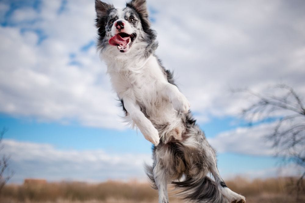 cheerful jumping dog Border Collie the blue sky        - Image