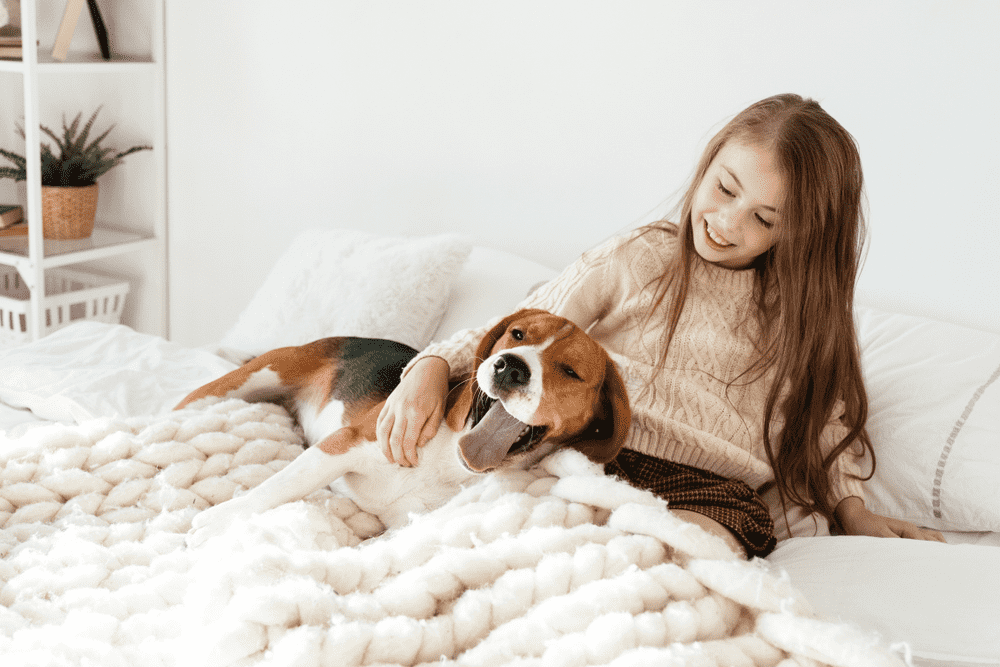 child with dog on the bed beagle and girl laugh together funny dog and pretty caucasian girl have fun in bedroom image 3