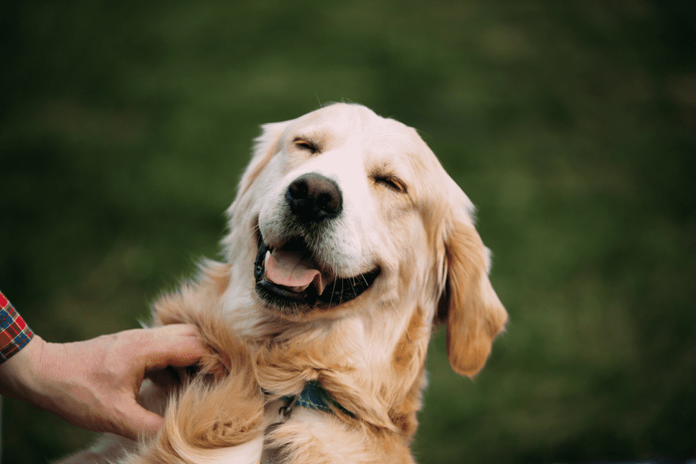 close view of funny young happy labrador retriever smiling dog 2