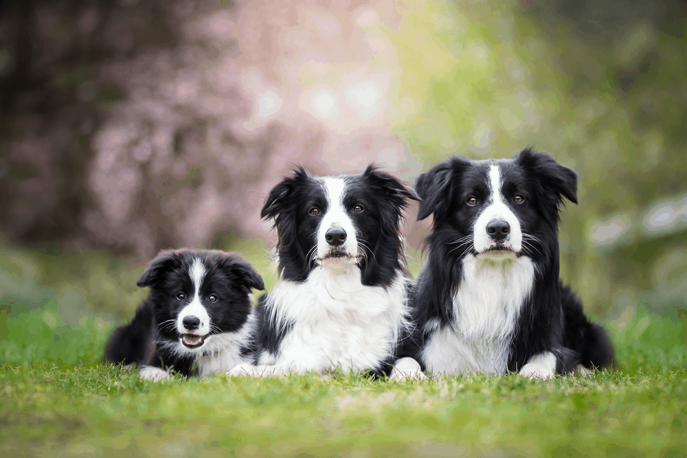 Cute Adorable Black And White Border Collies Family Laying         - Image